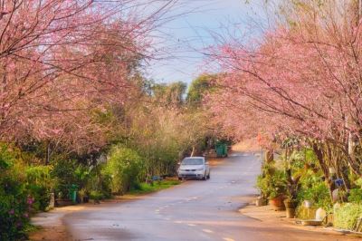 Cẩm nang du lịch Măng Đen chi tiết từ A-Z