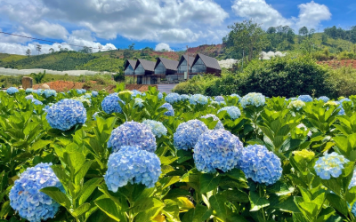 Tour Đà Lạt 3N3Đ Bằng Xe Giường Nằm | Khuyến Mãi Duy Nhất Tuần Này