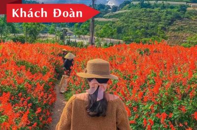 Tour Đà Lạt 4N3Đ Trọn Gói Chất Lượng