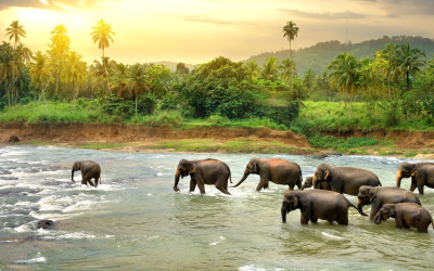 Tour Sri Lanka 6N5Đ: Colombo – Lion Rock – Kandy – Galle – Khám Phá Hòn Ngọc Ấn Độ Dương