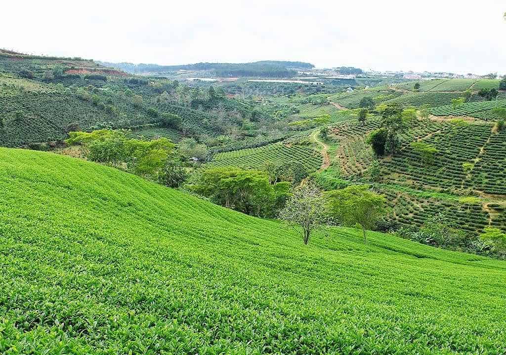 tour du lịch Đồi Chè Cầu Đất Đà Lạt