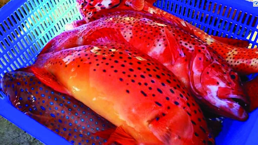 Đặc Sản Ở Đảo Phú Quý
