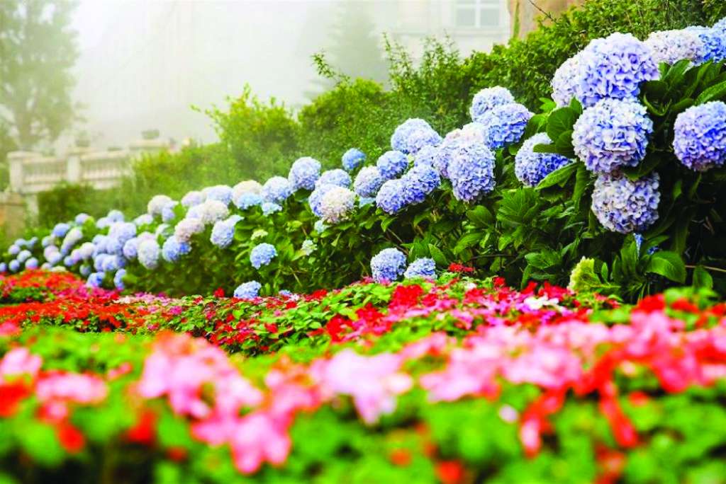 Vườn Hoa Le Jardin Damour Ở Bà Nà Hills
