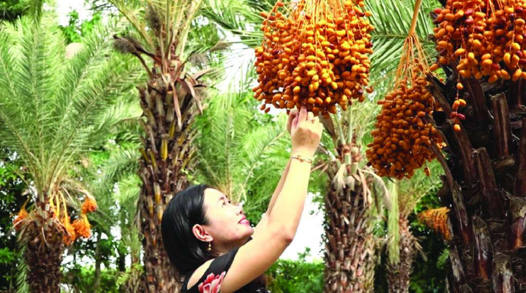Vườn Chà Là Sa Đéc