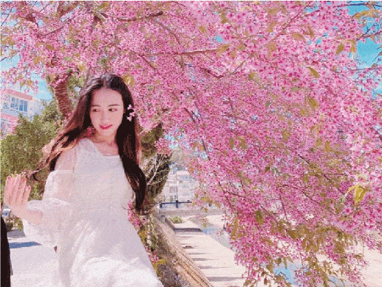 Đà Lạt Mười Hai Mùa Hoa