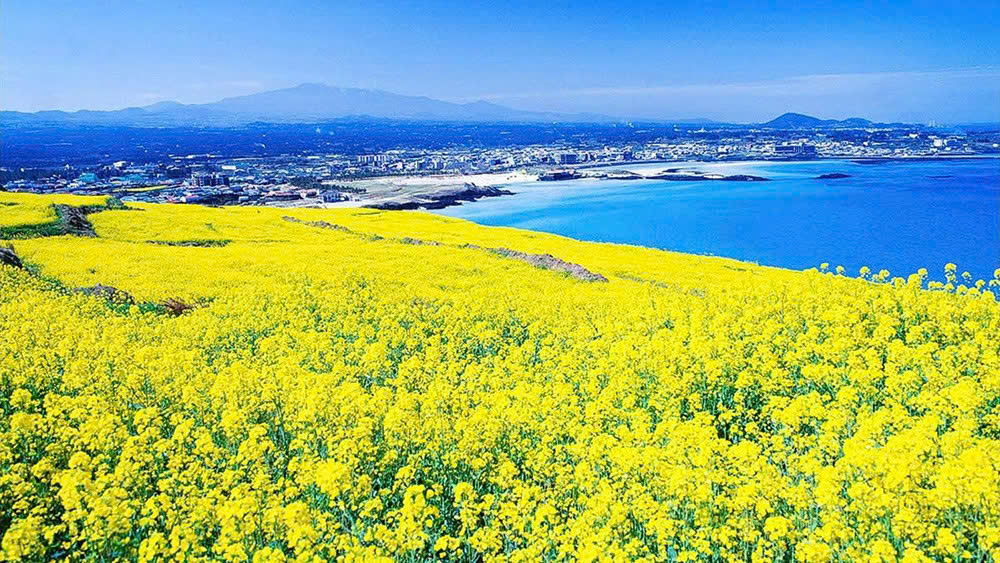 Du lịch đảo Jeju