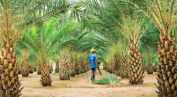 Khám phá địa điểm du lịch Đồng Tháp có gì đẹp?