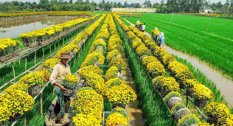 Khám phá địa điểm du lịch Đồng Tháp có gì đẹp?