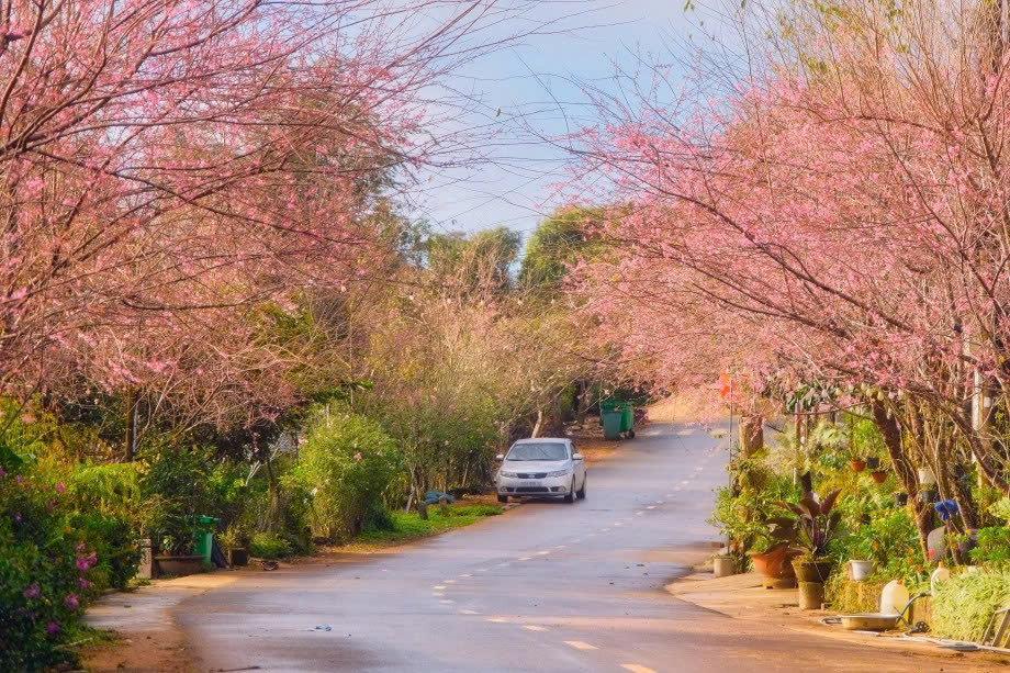 Du lịch Măng Đen