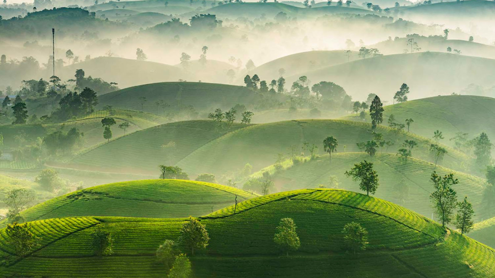 Đồi chè đẹp