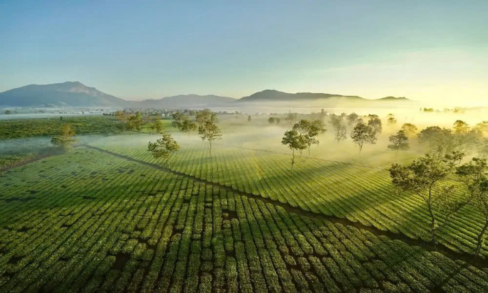 Đồi chè đẹp