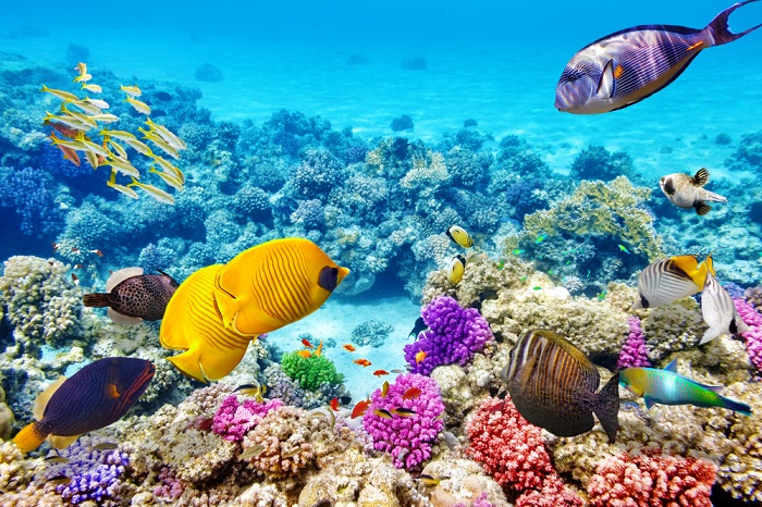 Trải Nghiệm Du Lịch 1 Ngày Hòn Mun Nha Trang Tự Túc