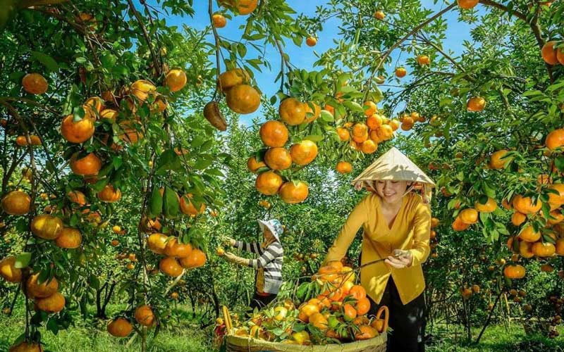 Du lịch Cần Thơ khám phá miền sông nước hấp dẫn