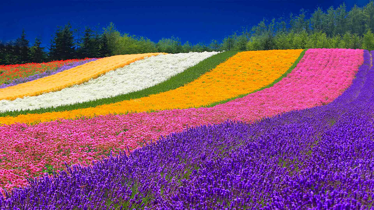 Du lịch Hokkaido
