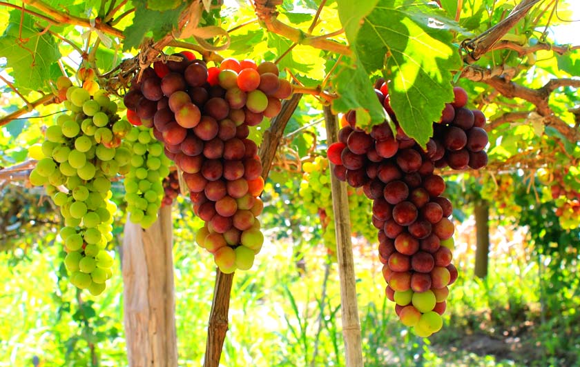 Du lịch Ninh Thuận