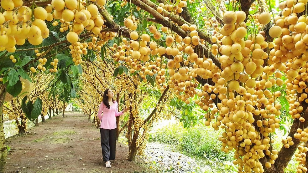 Tour Chợ Nổi Cái Bè - Cù Lao Tân Phong 1 Ngày